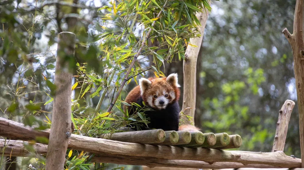 Zoo de la Palmyre